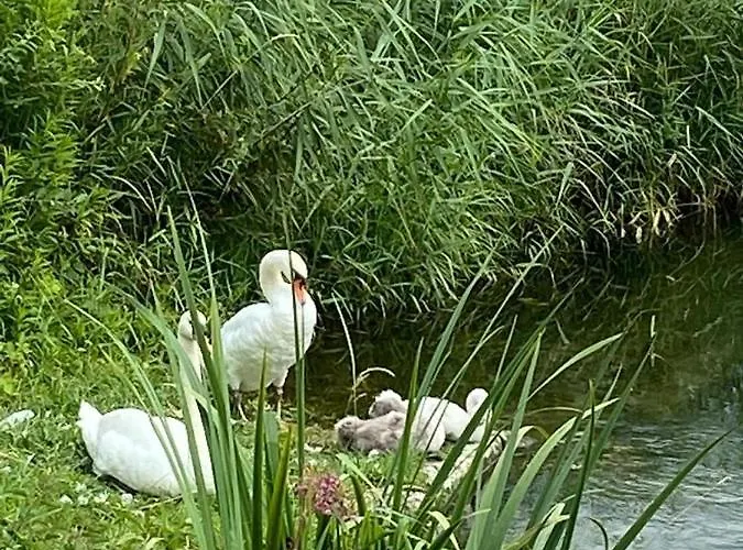 Entzueckende Traumwohnung - Nur 5min Vom Europa-park! Апартаменты Райнхаузен